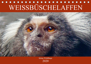 Weissbüschelaffen – kleine Wildfänge (Tischkalender 2020 DIN A5 quer) von Brunner-Klaus,  Liselotte