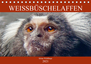 Weissbüschelaffen – kleine Wildfänge (Tischkalender 2021 DIN A5 quer) von Brunner-Klaus,  Liselotte