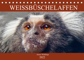 Weissbüschelaffen – kleine Wildfänge (Tischkalender 2022 DIN A5 quer) von Brunner-Klaus,  Liselotte