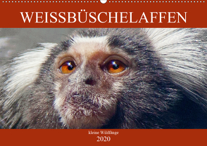 Weissbüschelaffen – kleine Wildfänge (Wandkalender 2020 DIN A2 quer) von Brunner-Klaus,  Liselotte