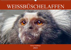 Weissbüschelaffen – kleine Wildfänge (Wandkalender 2021 DIN A2 quer) von Brunner-Klaus,  Liselotte