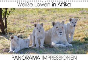 Weiße Löwen in Afrika PANORAMA IMPRESSIONEN (Wandkalender 2019 DIN A3 quer) von Fraatz,  Barbara