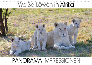 Weiße Löwen in Afrika PANORAMA IMPRESSIONEN (Wandkalender 2020 DIN A4 quer) von Fraatz,  Barbara