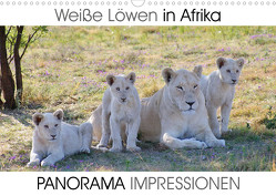 Weiße Löwen in Afrika PANORAMA IMPRESSIONEN (Wandkalender 2023 DIN A3 quer) von Fraatz,  Barbara