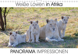 Weiße Löwen in Afrika PANORAMA IMPRESSIONEN (Wandkalender 2023 DIN A4 quer) von Fraatz,  Barbara