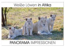 Weiße Löwen in Afrika PANORAMA IMPRESSIONEN (Wandkalender 2024 DIN A3 quer), CALVENDO Monatskalender von Fraatz,  Barbara