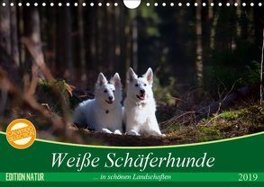 Weiße Schäferhunde in schönen Landschaften (Wandkalender 2019 DIN A4 quer) von Schikore,  Martina