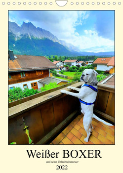 Weißer Boxer und seine Urlaubsabenteuer (Wandkalender 2022 DIN A4 hoch) von Lutz,  Manuela