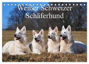 Weißer Schweizer Schäferhund (Tischkalender 2024 DIN A5 quer), CALVENDO Monatskalender von Starick,  Sigrid