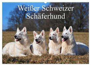 Weißer Schweizer Schäferhund (Wandkalender 2024 DIN A2 quer), CALVENDO Monatskalender von Starick,  Sigrid