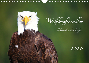 Weißkopfseeadler. Herrscher der Lüfte. 2020 (Wandkalender 2020 DIN A4 quer) von Anders,  Holm