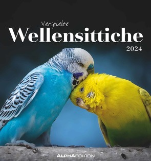 Wellensittiche 2024 – Postkartenkalender 16×17 cm – Budgies – zum Aufstellen oder Aufhängen – Monatskalendarium – Gadget – Mitbringsel – Alpha Edition