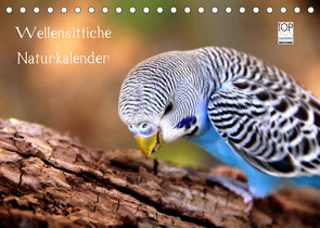 Wellensittiche – Naturkalender (Tischkalender 2023 DIN A5 quer) von Bergmann,  Björn