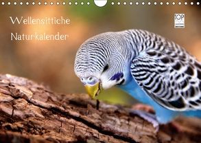 Wellensittiche – Naturkalender (Wandkalender 2018 DIN A4 quer) von Bergmann,  Björn