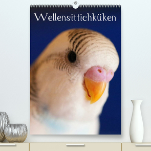 Wellensittichküken (Premium, hochwertiger DIN A2 Wandkalender 2023, Kunstdruck in Hochglanz) von Bergmann,  Björn