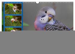 Wellensittichträume – Der neue Wellensittich-Naturkalender (Wandkalender 2024 DIN A3 quer), CALVENDO Monatskalender von Bergmann,  Björn