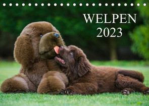 Welpen 2023 (Tischkalender 2023 DIN A5 quer) von Starick,  Sigrid