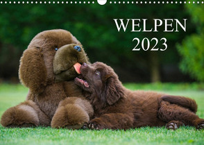 Welpen 2023 (Wandkalender 2023 DIN A3 quer) von Starick,  Sigrid