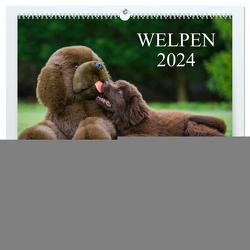 Welpen 2024 (hochwertiger Premium Wandkalender 2024 DIN A2 quer), Kunstdruck in Hochglanz von Starick,  Sigrid