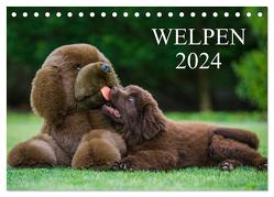Welpen 2024 (Tischkalender 2024 DIN A5 quer), CALVENDO Monatskalender von Starick,  Sigrid