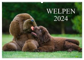 Welpen 2024 (Wandkalender 2024 DIN A2 quer), CALVENDO Monatskalender von Starick,  Sigrid