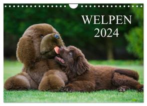 Welpen 2024 (Wandkalender 2024 DIN A4 quer), CALVENDO Monatskalender von Starick,  Sigrid