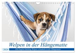 Welpen in der Hängematte (Wandkalender 2024 DIN A4 quer), CALVENDO Monatskalender von Verena Scholze,  Fotodesign