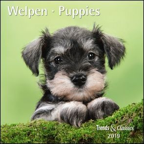 Welpen Puppies 2019 – Broschürenkalender – Wandkalender – mit herausnehmbarem Poster – Format 30 x 30 cm von DUMONT Kalenderverlag