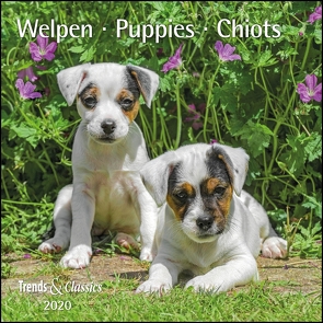 Welpen Puppies 2020 – Broschürenkalender – Wandkalender – mit herausnehmbarem Poster – Format 30 x 30 cm von DUMONT Kalenderverlag