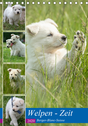 Welpen Zeit – Berger Blanc Suisse (Tischkalender 2020 DIN A5 hoch) von Riedel,  Tanja