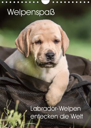 Welpenspaß – Labrador Welpen entdecken die Welt (Wandkalender 2019 DIN A4 hoch) von Pelzer (Pelzer-Photography),  Claudia