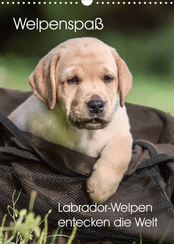 Welpenspaß – Labrador Welpen entdecken die Welt (Wandkalender 2023 DIN A3 hoch) von Pelzer (Pelzer-Photography),  Claudia