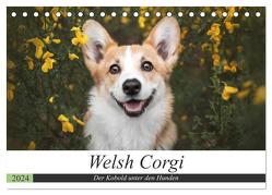 Welsh Corgi – Der Kobold unter den Hunden (Tischkalender 2024 DIN A5 quer), CALVENDO Monatskalender von Ahrens,  Maria