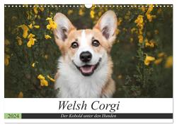 Welsh Corgi – Der Kobold unter den Hunden (Wandkalender 2024 DIN A3 quer), CALVENDO Monatskalender von Ahrens,  Maria