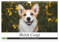 Welsh Corgi – Der Kobold unter den Hunden (Wandkalender 2024 DIN A4 quer), CALVENDO Monatskalender von Ahrens,  Maria
