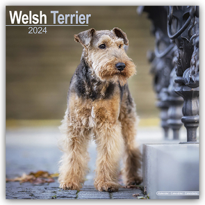 Welsh Terrier 2024 – 16-Monatskalender