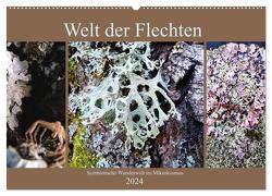 Welt der Flechten (Wandkalender 2024 DIN A2 quer), CALVENDO Monatskalender von Weis,  Stefan