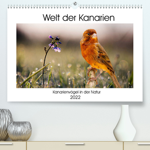 Welt der Kanarien (Premium, hochwertiger DIN A2 Wandkalender 2022, Kunstdruck in Hochglanz) von AkremaFotoArt