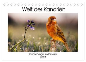 Welt der Kanarien (Tischkalender 2024 DIN A5 quer), CALVENDO Monatskalender von AkremaFotoArt,  AkremaFotoArt