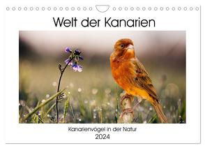 Welt der Kanarien (Wandkalender 2024 DIN A4 quer), CALVENDO Monatskalender von AkremaFotoArt,  AkremaFotoArt