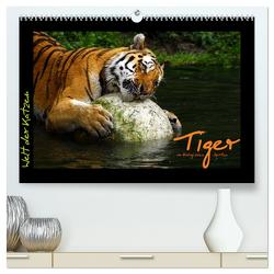 Welt der Katzen – Tiger (hochwertiger Premium Wandkalender 2024 DIN A2 quer), Kunstdruck in Hochglanz von Skupin,  Marcus