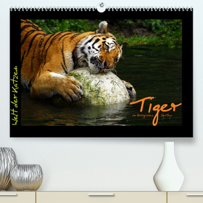 Welt der Katzen – Tiger (Premium, hochwertiger DIN A2 Wandkalender 2023, Kunstdruck in Hochglanz) von Skupin,  Marcus