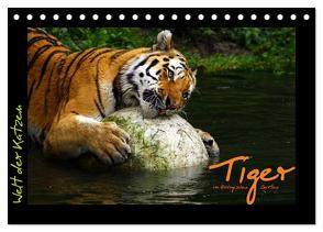 Welt der Katzen – Tiger (Tischkalender 2024 DIN A5 quer), CALVENDO Monatskalender von Skupin,  Marcus