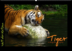 Welt der Katzen – Tiger (Wandkalender 2023 DIN A2 quer) von Skupin,  Marcus