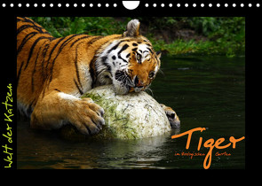 Welt der Katzen – Tiger (Wandkalender 2023 DIN A4 quer) von Skupin,  Marcus