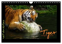 Welt der Katzen – Tiger (Wandkalender 2024 DIN A4 quer), CALVENDO Monatskalender von Skupin,  Marcus