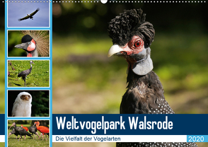 Weltvogelpark Walsrode – Die Vielfalt der Vogelarten (Wandkalender 2020 DIN A2 quer) von Gayde Quelle: Weltvogelpark Walsrode,  Frank
