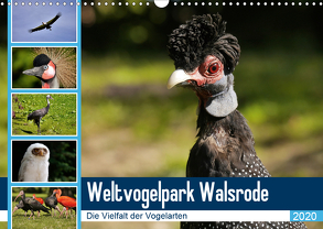 Weltvogelpark Walsrode – Die Vielfalt der Vogelarten (Wandkalender 2020 DIN A3 quer) von Gayde Quelle: Weltvogelpark Walsrode,  Frank