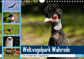 Weltvogelpark Walsrode – Die Vielfalt der Vogelarten (Wandkalender 2020 DIN A4 quer) von Gayde Quelle: Weltvogelpark Walsrode,  Frank