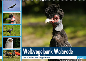Weltvogelpark Walsrode – Die Vielfalt der Vogelarten (Wandkalender 2021 DIN A2 quer) von Gayde Quelle: Weltvogelpark Walsrode,  Frank